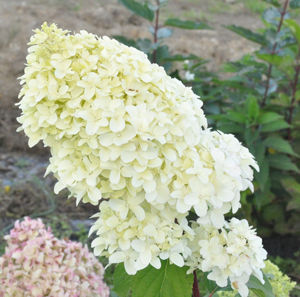 Obraz Hydrangea